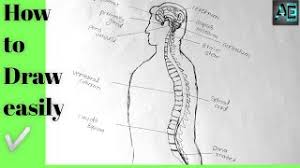 Originating from your brain, it controls your movements, thoughts and automatic responses to the world around you. How To Draw Diagram Of Central Nervous System Easily Central Nervous System Youtube