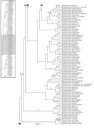 Image result for Helichrysum cephaloideum