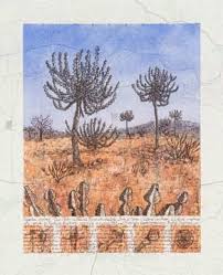 Image result for Euphorbia baylissii