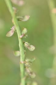Image result for Carrichtera annua