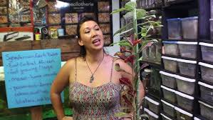 Image result for Synadenium cupulare