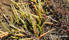 Image result for Halosarcia indica