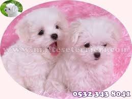 maltese terrier panosundaki pin