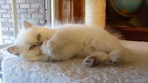 In europe they are referred to as colourpoint persians. Lilac Point Himalayan Youtube