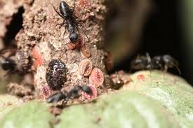 Pests and diseases are part of any ecosystem. Cocoa Cacao Diseases And Pests Description Uses Propagation