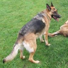 Keeping your german shepherd active and busy can help relieve a lot of anxiety all on its own. Animals For Kids German Shepherd Dog