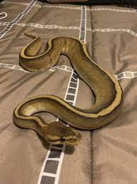 Pin By Elaina Deweese On Cute Snake Cute Snake Cute Reptiles Beautiful Snakes
