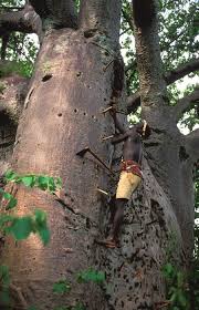 Image result for Panicum kalaharense