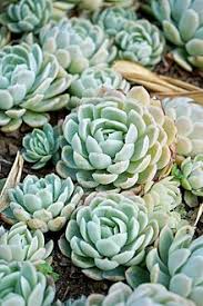 Conveniently shipped to your home. Echeveria Wikipedia