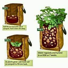 Growing Potatoes Growing Potatoes Growing Vegetables Vegetable Garden