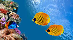 Marine Underwater Google Search Fish Wallpaper Underwater Fish Underwater Wallpaper