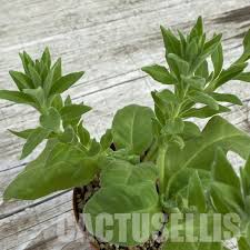 Image result for Aeollanthus