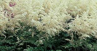Astilbe X Arendsii Bridal Veil Astilbe Flower Flowers Perennials Shade Garden Plants