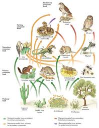 Desert Food Web Food Animals Food Chain Desert Ecosystem