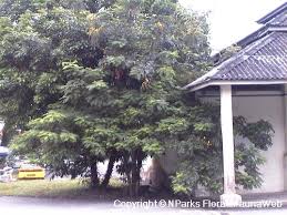 Image result for Senna siamea