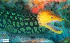 1) the oral jaws that capture prey; Moray Eels Scubasur Scuba Diving Gran Canaria