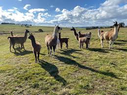 Black Mountain Pack Llamas...