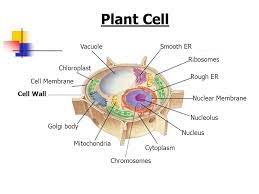 Protein is needed for cell functions such as repairing damage or direct chemical ribosomes. Plant And Animal Cell Organelles And Functions Ppt Video Online Download