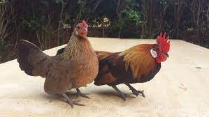 Dutch bantams are true bantams (they do not have a large fowl counterpart) and are one of the smallest bantams. Dutch Bantam For Sale Chickens Breed Information Omlet