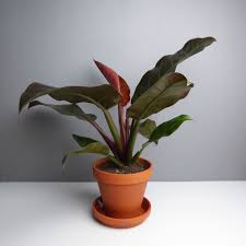 What is the price range for red plant pots? Philodendron Imperial Red Air Purifying Indoor House Plant