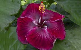 Check spelling or type a new query. 6 Types Of Hibiscus Flowers Which Are Beauty Of Fame Floweraura