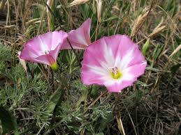 Image result for Convolvulus farinosus
