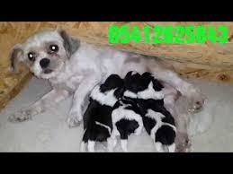 Anne Altindan Shih Tzu Yavrulari 05412625843 Shih Tzu