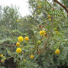 Image result for Macledium zeyheri