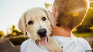 kopek beyni cagrilara insan beyniyle ayni tepkileri veriyor dinle fido insan ve kopek beyinleri disaridan ge retriever puppy best dog breeds dog adoption
