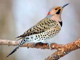 I spotted a female dickcissel in the yard today for the first time ever. Northern Flicker