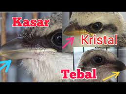 Cara Memilih Anakan Cendet Bersuara Kasar Kristal Dan Tebal Youtube