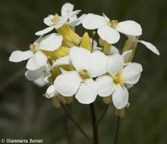 Image result for Arabis alpina