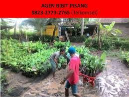 Jangan samakan yang lepas dan sekarang dengan mengatakan kami berdua juga akan pulang awal, ia satu kenyataan yang tidak masuk akal, kalau kita tidak cuba. Cara Membuat Pisang Berbuah Dua Kali 0823 2723 2765 Telkomsel