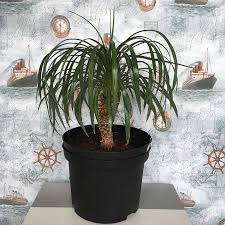 Image result for Pandanus candelabrum