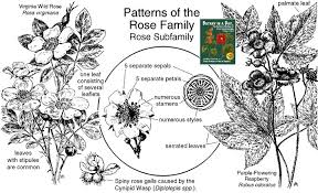 rosaceae rose family identify plants flowers shrubs and