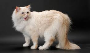 Ragdoll cat breed ragamuffin cat ragamuffin kittens. Ragamuffin Cat Breed Information