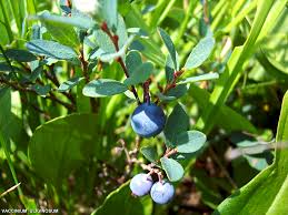 Image result for Vaccinium madagascariense
