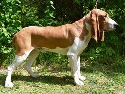 Image result for švycký honič