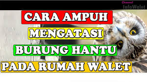 Merak adalah sebangsa burung yang tergabung dalam spesies genus pavo dan afropavo. Cara Mengatasi Burung Hantu Pada Rumah Burung Walet Youtube