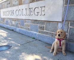 Boston College Friend And Instagram Star Maeve The Golden Retriever Visiting The Heights In Her Puppy Days Ph Boston College Dream College Golden Retriever