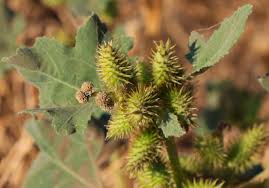 Image result for Xanthium strumarium