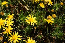 Image result for Chrysanthemoides