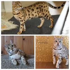 Tabby is not a breed of cat, but a set of distinguishing characteristics that can appear in many different breeds and colors. Breaking Domestic Tabby Patterns