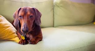 Dogs in remission usually still have cancer; 8 Reasons Your Dog May Be Coughing Vet Approved Advice