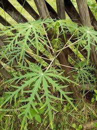 Bagian dari pohon yang membawa getah dari daun ke seluruh pohon. Khasiat Daun Betadin Untuk Menyembuhkan Luka Benefits Of Betadin Leaves To Heal Injuries Bilingual Steemkr