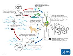 Cdc Guinea Worm Disease Biology