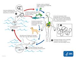 cdc guinea worm disease biology