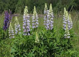 Picture Of The Day For June 26 2017 By Wikipedia Large Leaved Lupine Lupinus Polyphyllus Invasive Species In Wild In Ukraine