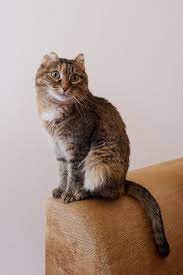 odnoglazyj kot iris i koshka iz priyuta po imeni koshka