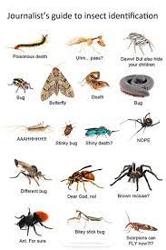 We did not find results for: Lol Rt Oiskae Journalist S Guide To Insect Identification By Ian Wright Insect Identification Insects Stick Bug